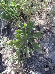 Psacalium radulifolium