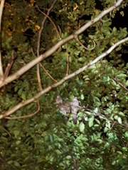Columbina talpacoti