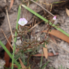 Limnophila