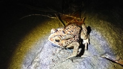 Duttaphrynus melanostictus