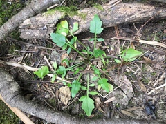 Rorippa laciniata