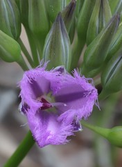 Thysanotus multiflorus