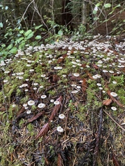 Mycena tenax