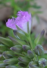 Thysanotus multiflorus