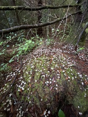 Mycena tenax