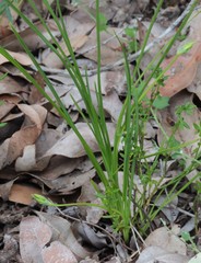 Thysanotus multiflorus