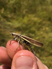 Stethophyma lineatum