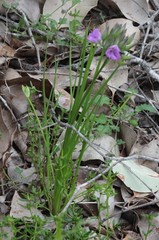 Thysanotus multiflorus
