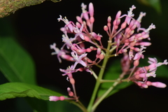Fuchsia arborescens