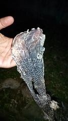 Malayopython reticulatus