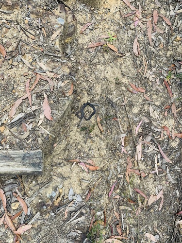 Mustard-bellied Snake sighting