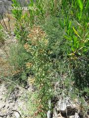 Steviopsis thyrsiflora