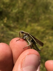 Stethophyma lineatum