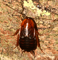 Parcoblatta fulvescens