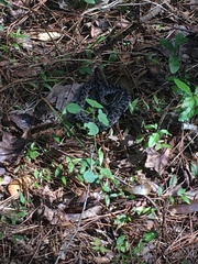 Sistrurus miliarius barbouri