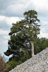 Pinus heldreichii