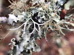 Heterodermia leucomelos