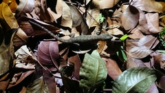 Hemidactylus frenatus