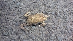 Duttaphrynus melanostictus