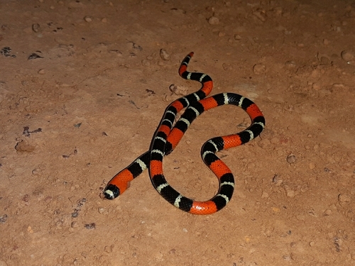Bolivian Coral Snake
