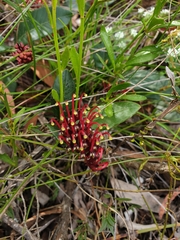 Grevillea laurifolia