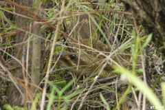Crotalus molossus oaxacus