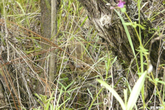 Crotalus molossus oaxacus