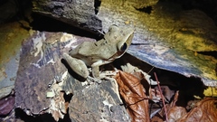 Polypedates leucomystax