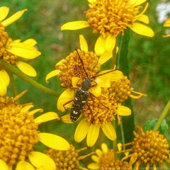 Ochraethes sulphurifer