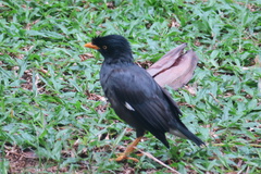 Acridotheres javanicus