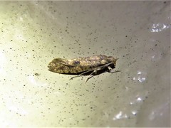 Cephitinea obscurostrigella