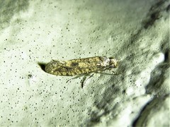 Cephitinea obscurostrigella