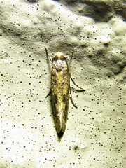 Cephitinea obscurostrigella