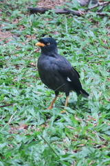 Acridotheres javanicus