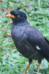 Acridotheres javanicus