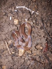Atractus trilineatus
