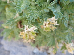 Polemonium elegans