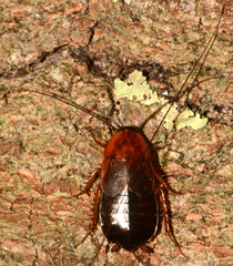 Parcoblatta fulvescens