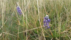 Lupinus bogotensis