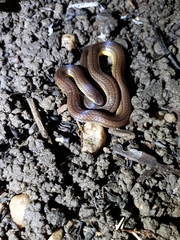 Atractus trilineatus