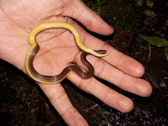 Atractus trilineatus