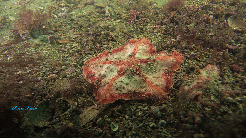 Anseropoda