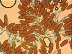 Phragmidium tuberculatum