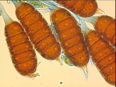 Phragmidium tuberculatum