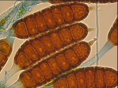 Phragmidium tuberculatum