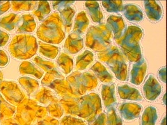 Phragmidium tuberculatum