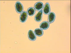 Phragmidium tuberculatum