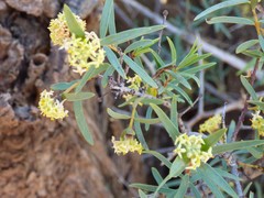 Pimelea microcephala