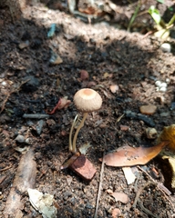 Basidiomycota