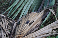 Sistrurus miliarius barbouri